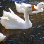 Ducks and Geese Facts
