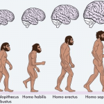 I'm sure we've all seen the post Hominid Development, right?
