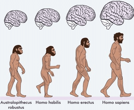 I’m sure we’ve all seen the post Hominid Development, right?