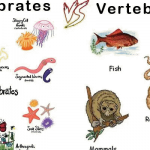 The Difference Between Invertebrate and Vertebrate Animals.