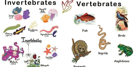 The Difference Between Invertebrate and Vertebrate Animals. – KidzNet