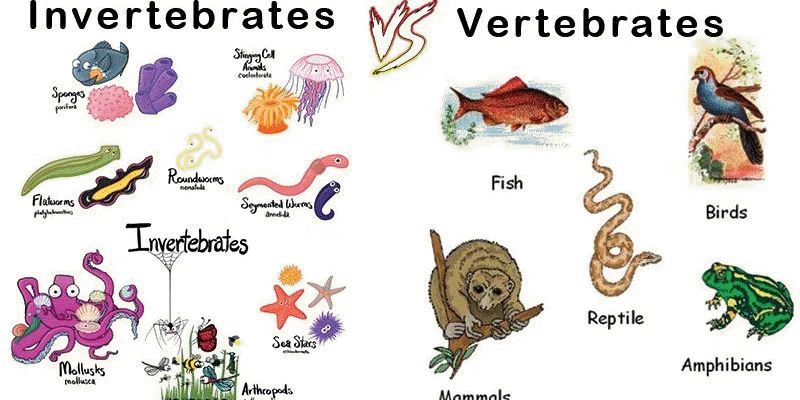 The Difference Between Invertebrate and Vertebrate Animals.