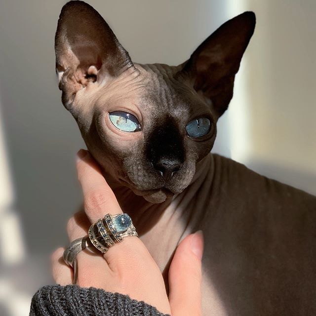 Facts about Sphynx cats!