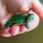 Pet-Turtle-Names-1