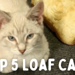 Top 5 Loaf Cats