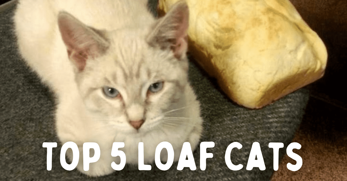 Top 5 Loaf Cats