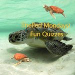Shelled Mondays - Spiders