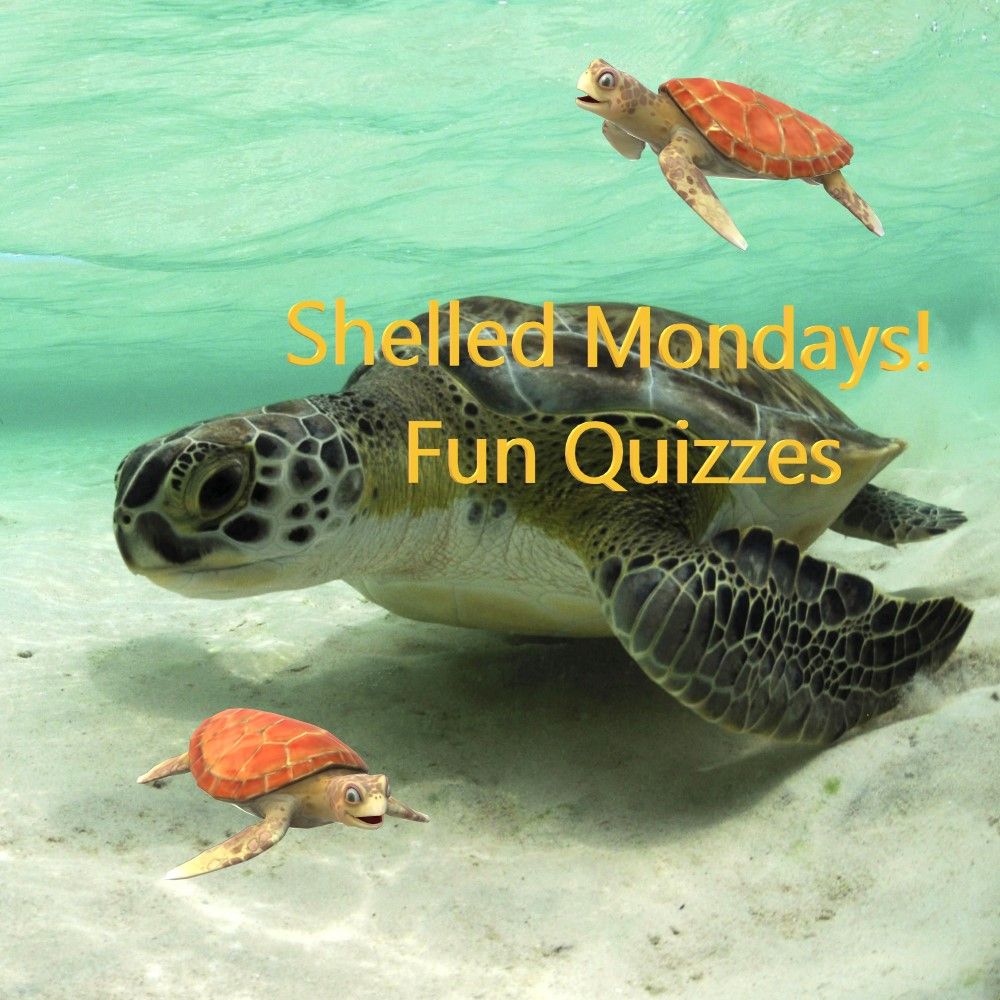 Shelled Mondays – Spiders