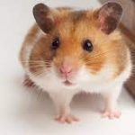 Animal Lover’s Group: Hamsters!