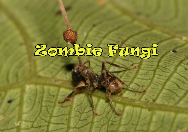 Cordyceps: The Mind-Controlling Fungus – KidzNet