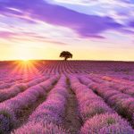 Lavender-Fields-in-Fredericksburg-Texas-1
