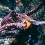 Alien Octopuses: A Scientific Paper Claims They Came From Outer Space