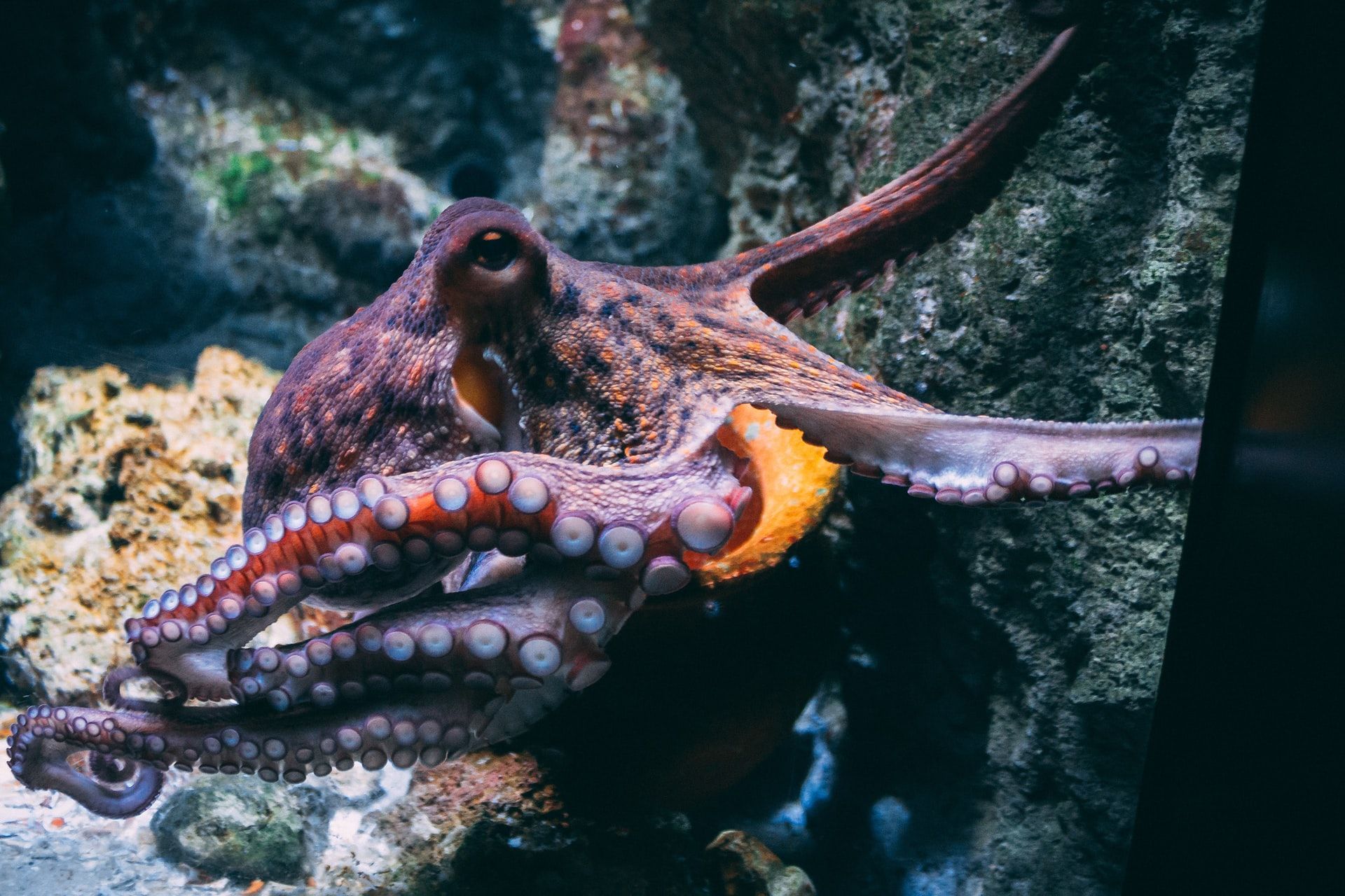 Alien Octopuses: A Scientific Paper Claims They Came From Outer Space