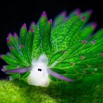 leaf-sheep-sea-slug-costasiella-kuroshimae-fb__700-1