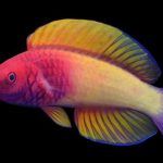 New Species Of Rainbow-Colored Fish Found Living In The “Twilight Zone” Of Maldives Ocean