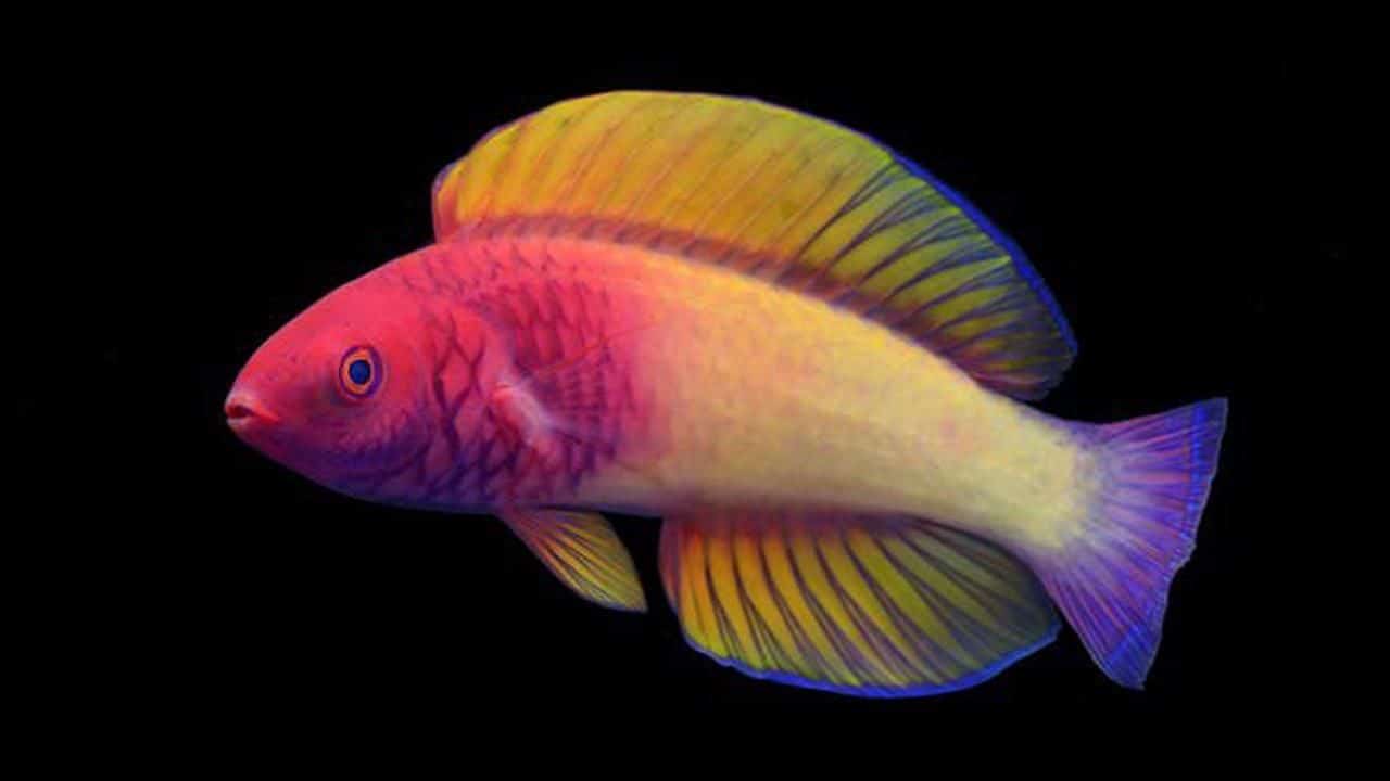 New Species Of Rainbow-Colored Fish Found Living In The “Twilight Zone” Of Maldives Ocean