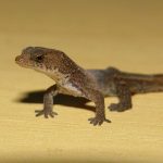 The Unsinkable Lizard: Pygmy Gecko
