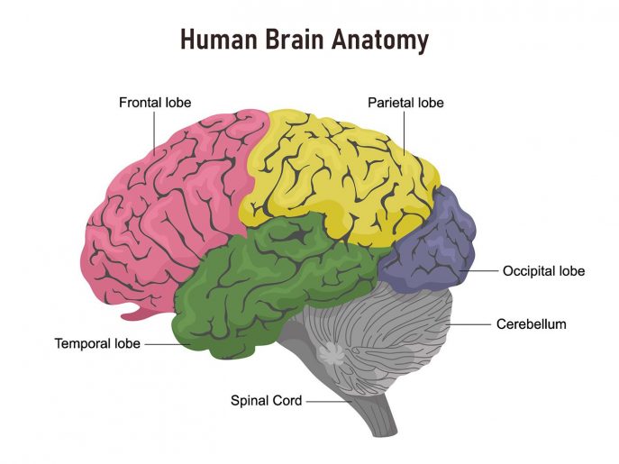 Parts Of The Brain – KidzNet