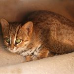 The World’s Smallest Cat: Rusty-spotted Cat