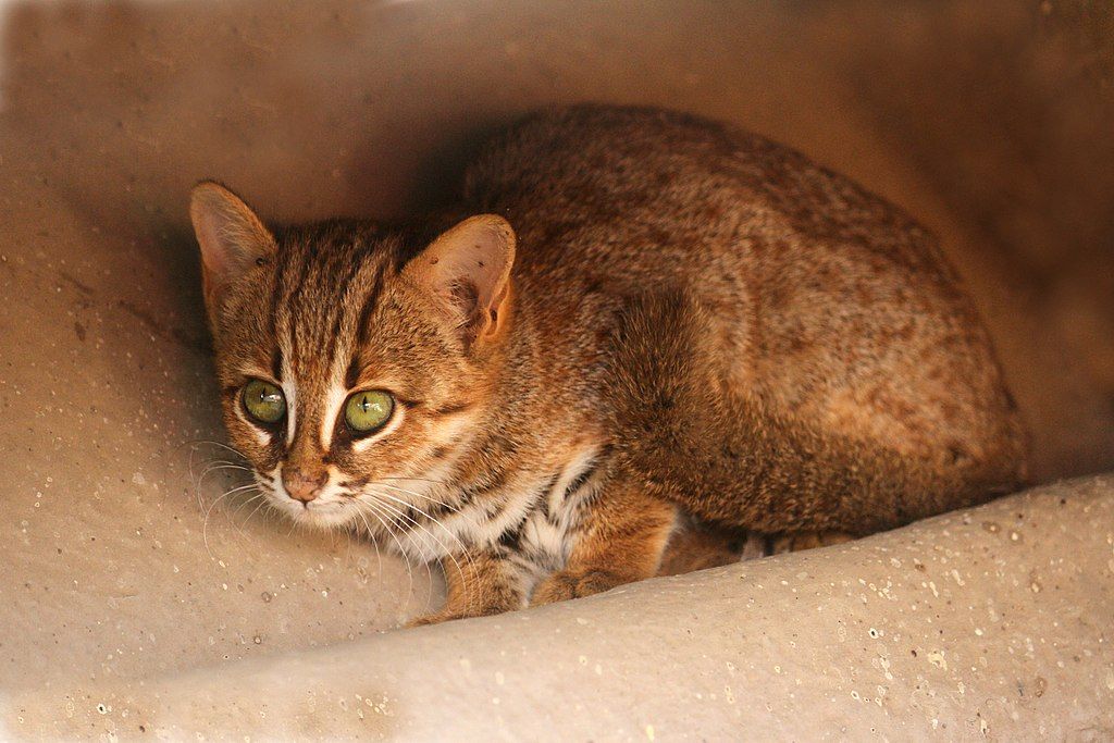 The World’s Smallest Cat: Rusty-spotted Cat