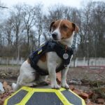 Meet Patron, The Bomb-Sniffing Jack Russell Terrier Hero in Ukraine