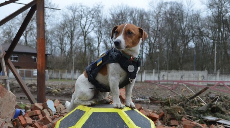 Meet Patron, The Bomb-Sniffing Jack Russell Terrier Hero in Ukraine