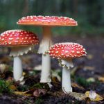 A New Study Claims Mushrooms Can Communicate With Each Other