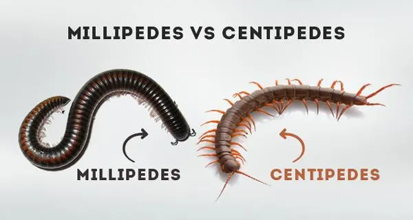 Centipede VS Millipede: Which One?