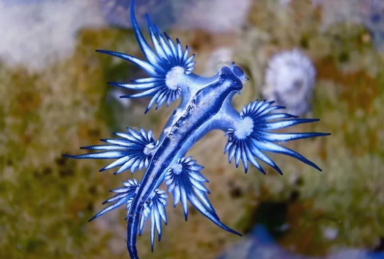 Weirdest Animals On Earth Part 1: Blue Dragons