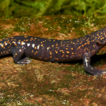 All About Salamanders