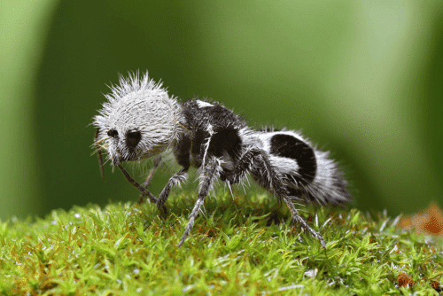The Bear Bug (Panda Ant)