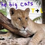 Do You Know About The World's Biggest Cat?