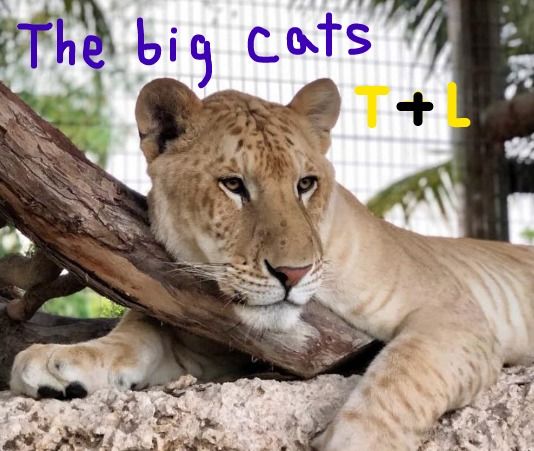Do You Know About The World’s Biggest Cat?
