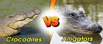Alligator VS Crocodile: Which One?