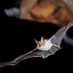 A Bat Species Imitate The Sound Of Hornets To Scare Away Predatory Owls