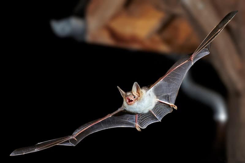 A Bat Species Imitate The Sound Of Hornets To Scare Away Predatory Owls