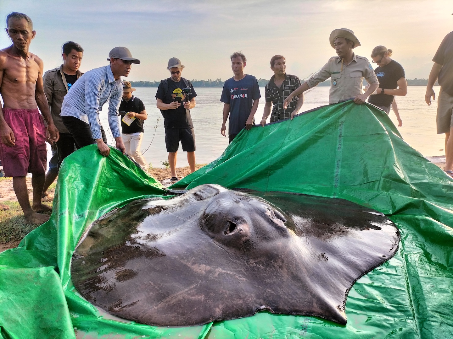 World’s Largest Freshwater Fish Caught In Cambodia