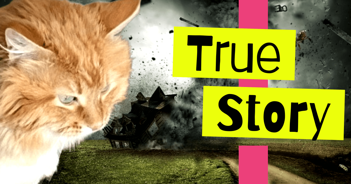 Twister, The Cat Who Survived a Tornado (True Story)