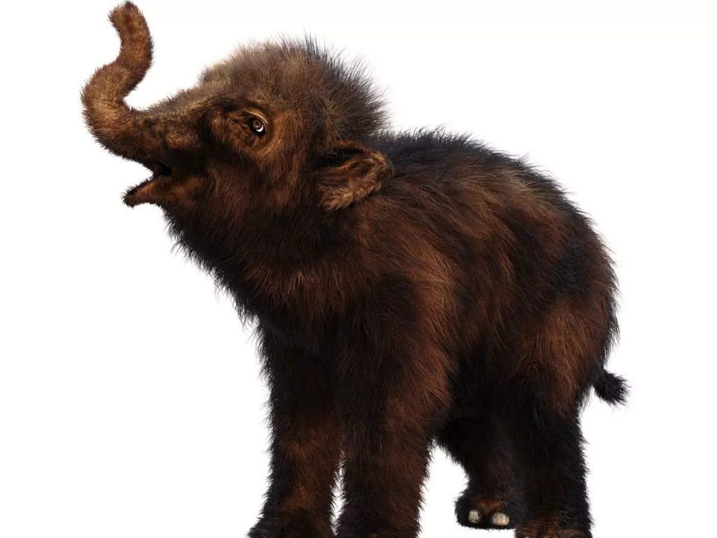 A Near Complete 35,000 year-old Mummified Baby Woolly Mammoth Was Found In Canada