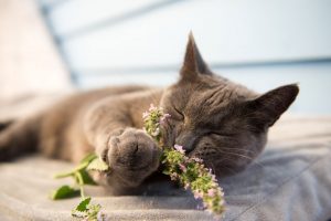 The Secret To Why Cats Go Crazy Over Catnip