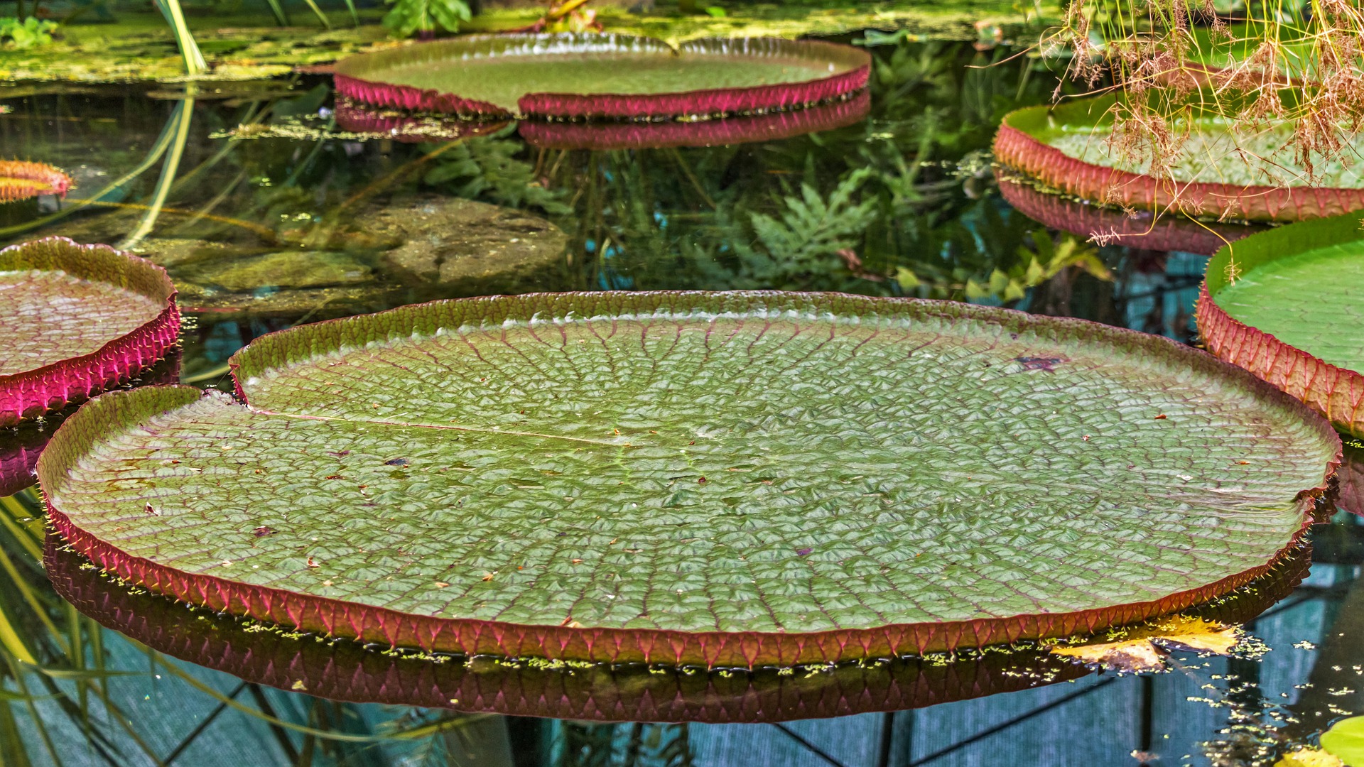 Scientists Discover The World’s Largest Waterlily That Was Hiding In Plain Sight For 177 years