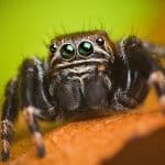 Do Spiders Dream? Study Suggests Spiders Sleep and Dream Like Us