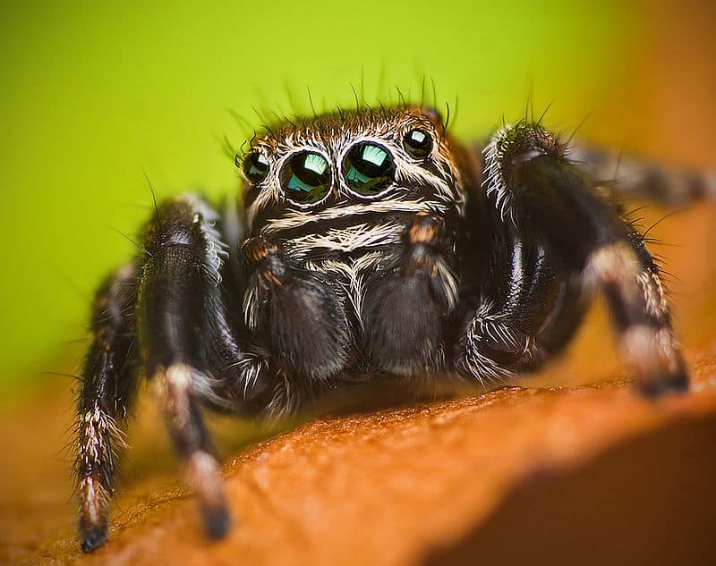 Do Spiders Dream? Study Suggests Spiders Sleep and Dream Like Us