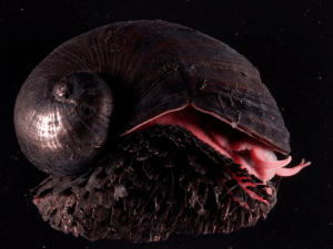 Scaly-foot Snail: The Snail with Iron Armor