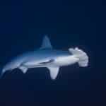 Why Do Hammerhead Sharks Have Hammer-Shaped Heads?