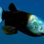 barreleye fish