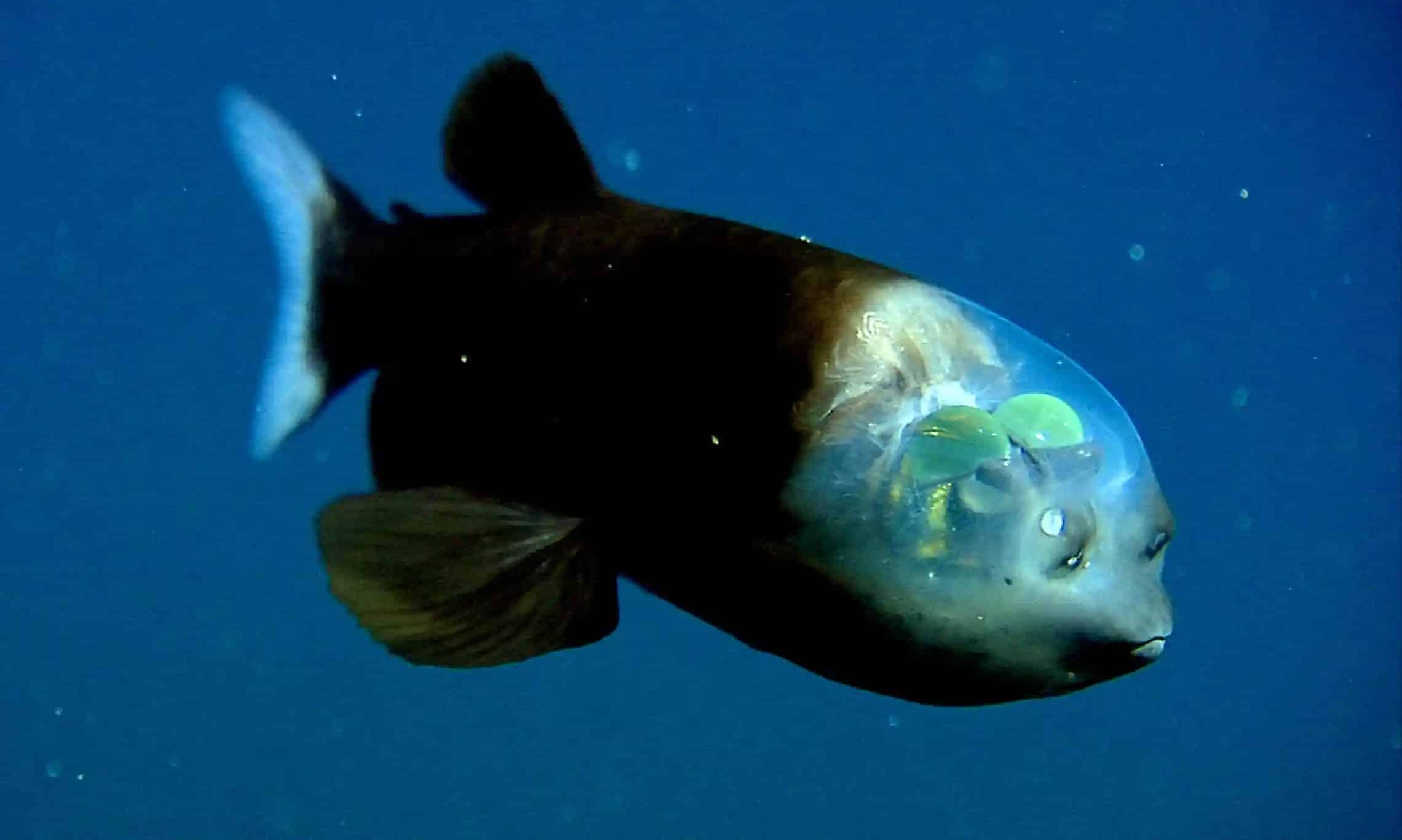Barreleye Fish: Fish With A Transparent Head