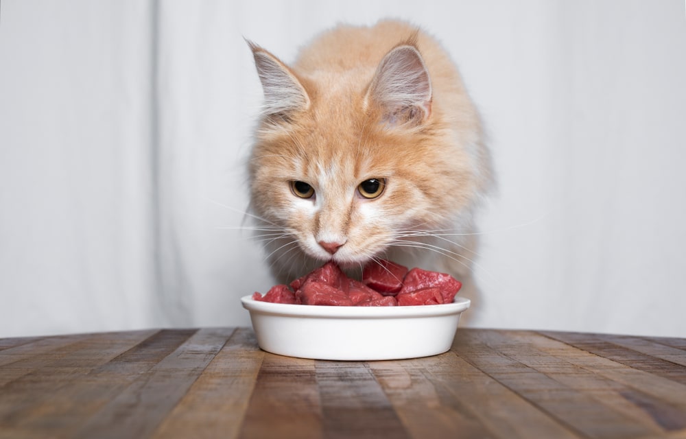 Cats-Eat-Raw-Beef.jpg