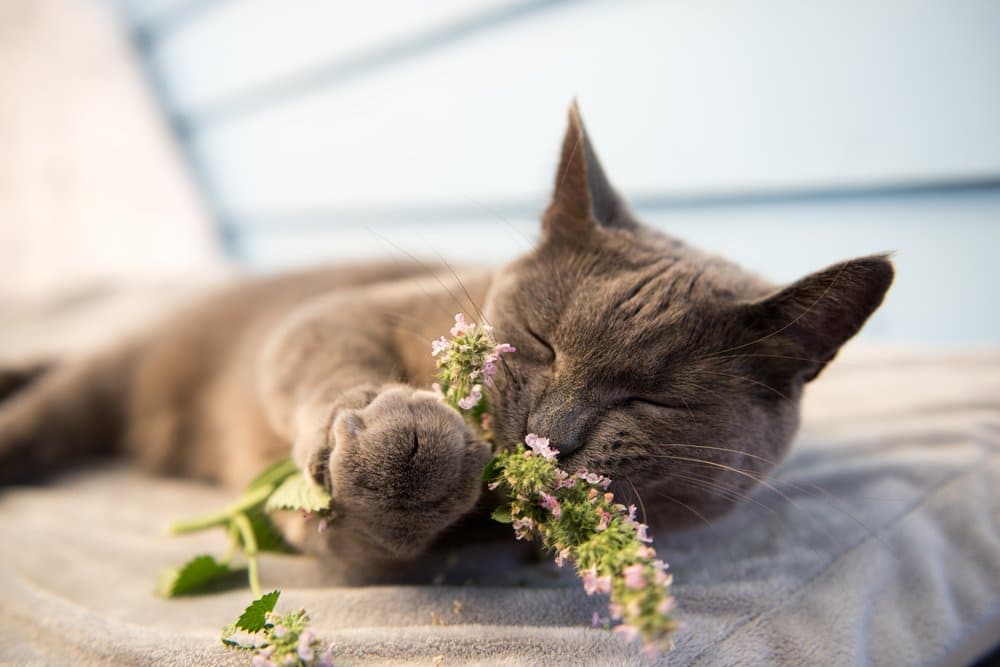 Gray-Cat-Enjoying-Fresh-Catnip-Outside-Anna-Hoychuks.jpg