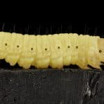 Scientists Discover Wax Worm: The Plastic-Eating Larva